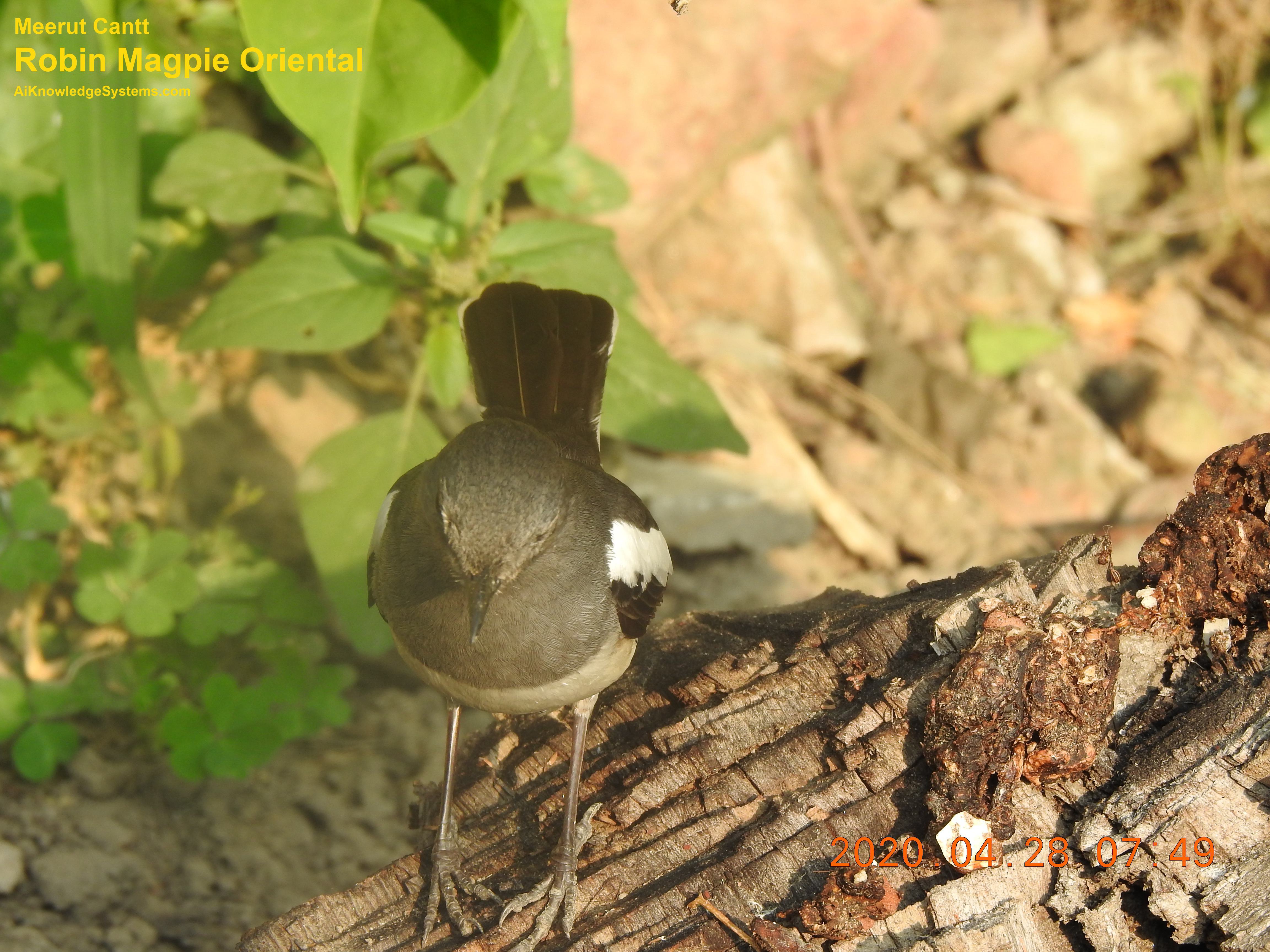 Magpie Robin (82) Coming Soon